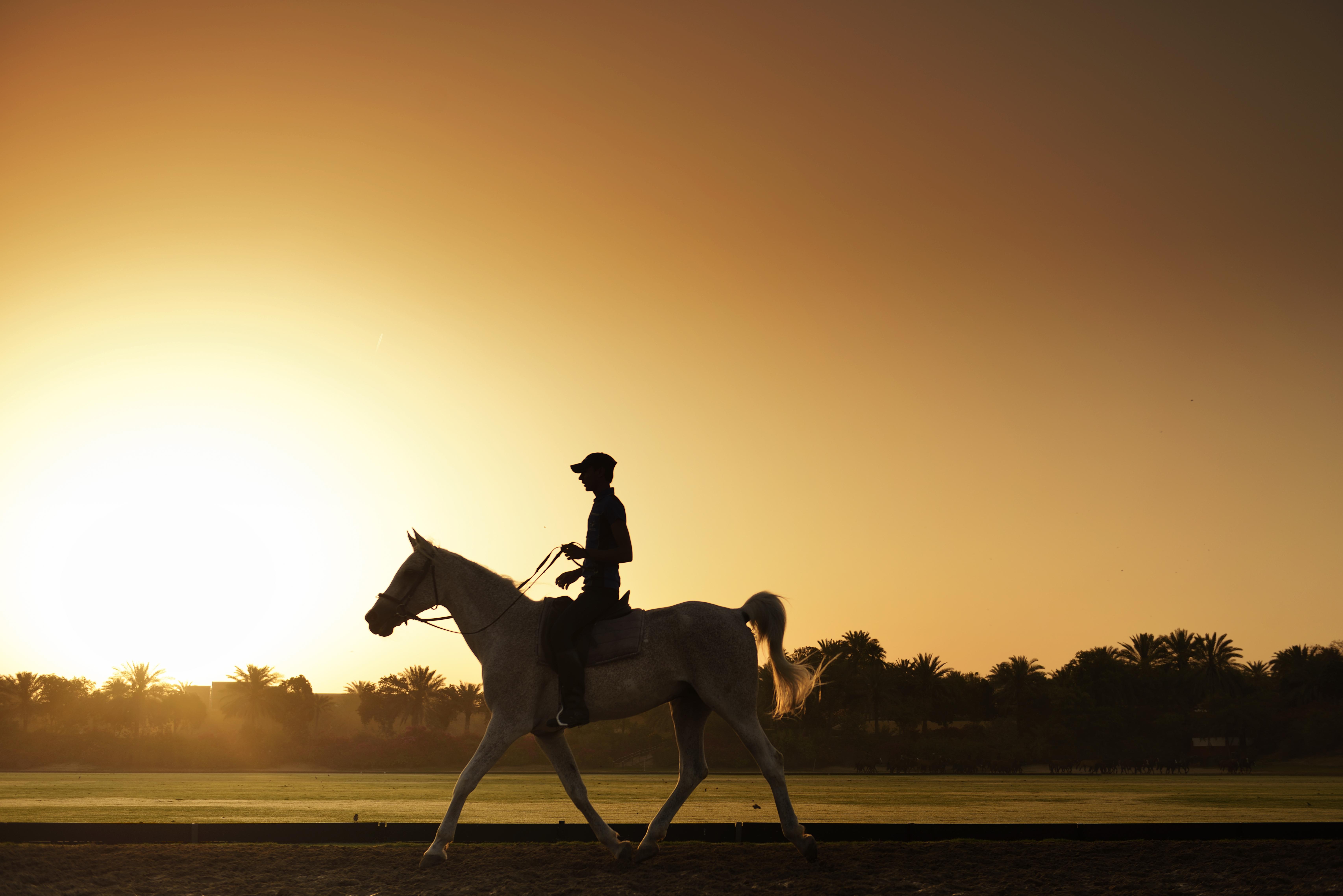 Melia Desert Palm Member Of Melia Collection Дубай Экстерьер фото A horse and rider at sunrise
