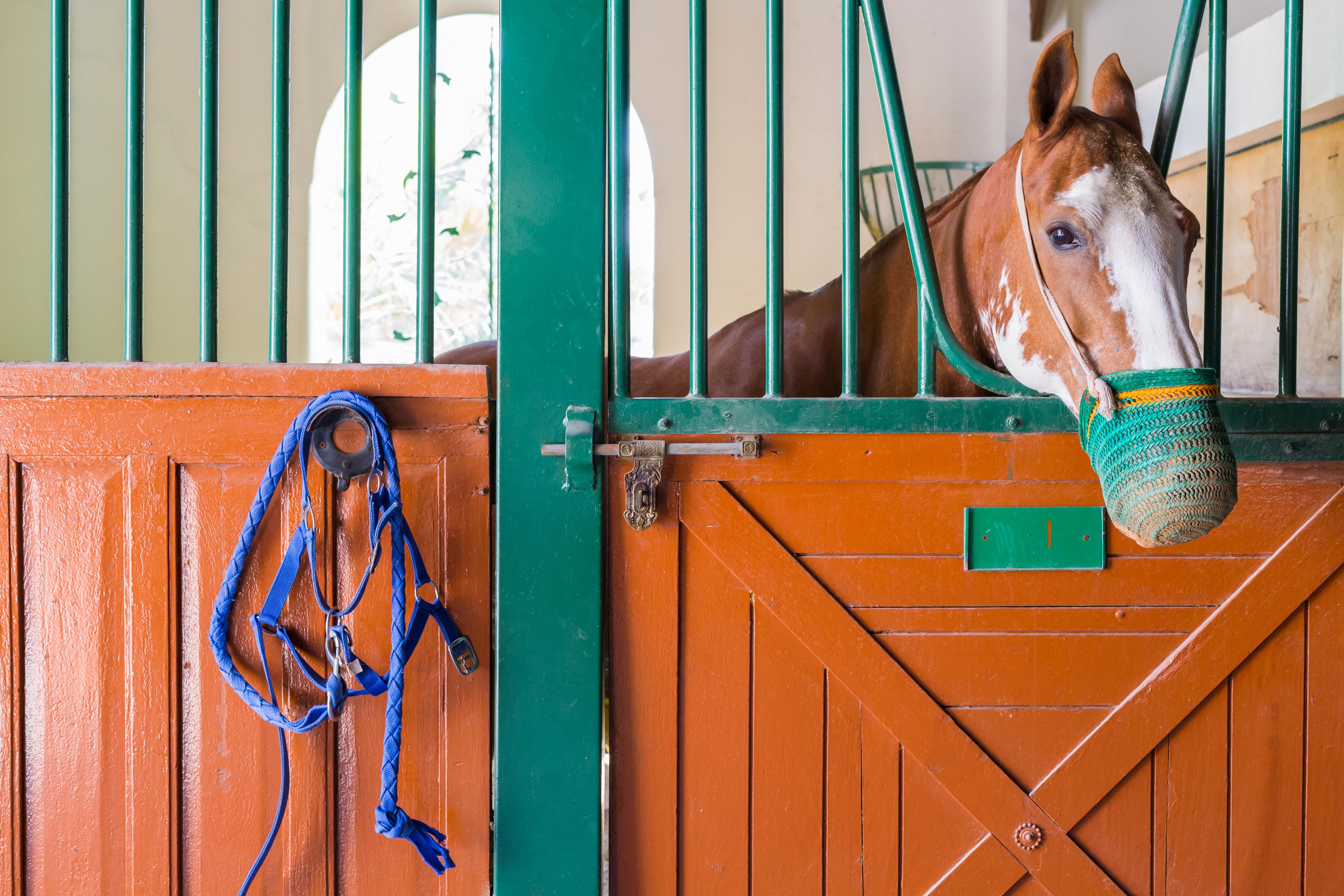 Melia Desert Palm Member Of Melia Collection Дубай Экстерьер фото A horse in a stable